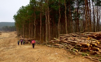 生物質燃料國家支持嗎？環(huán)保嗎？未來前景如何？木屑顆粒機生產廠家告訴你